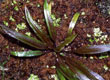 Cryptocoryne costata