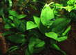 echinodorus tunicatus