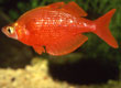 Glossolepsis incisus