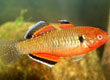 Hyphaene compressa