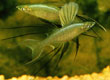 Iriatherina werneri "blue threadfin rainbow"