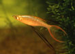Iriatherina werneri "threadfin rainbow"