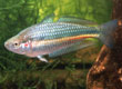Melanotaenia duboulayi