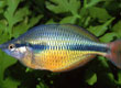 Melanotaenia herbert axelrodi Lake Tebera PNG