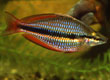Melanotaenia trifasciata - Rocky Bottom Creek - Northern Territory