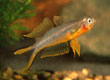 Pseudomugil furcatus