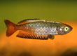 Rhadinocentrus ornatus