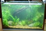 Juneasvironman063.jpg