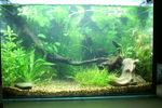 Juneasvironman080.jpg